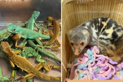 Maharashtra wildlife trafficking crackdown seizes exotic animals smuggled from Bangkok at Pune and Mumbai airports