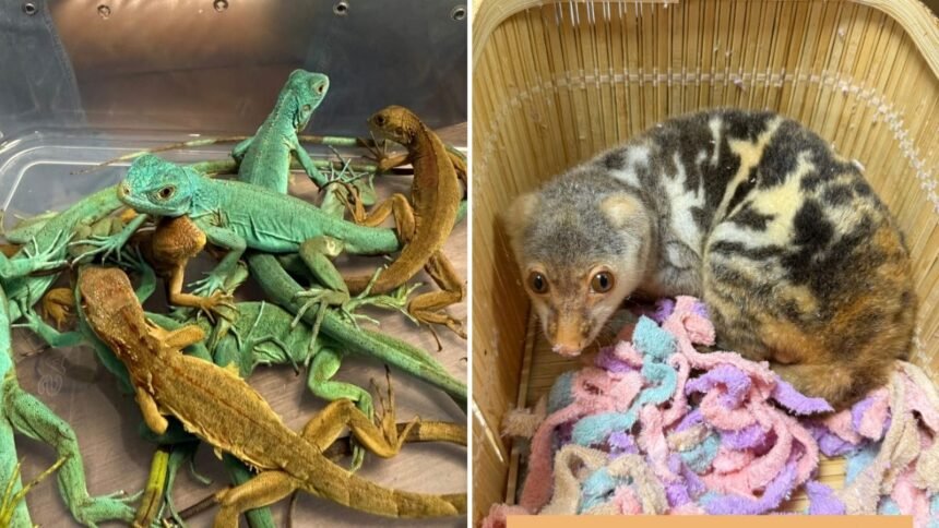 Maharashtra wildlife trafficking crackdown seizes exotic animals smuggled from Bangkok at Pune and Mumbai airports