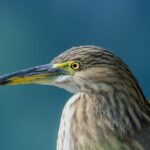 Akola Municipal Budget 2024-25: Revenue, Spending and Development Priorities