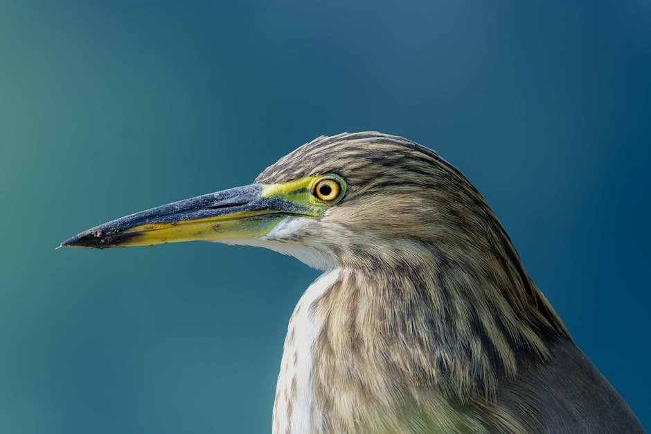 Akola Municipal Budget 2024-25: Revenue, Spending and Development Priorities