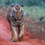 Chandrapur Reserved Seats 2026: SC ST OBC Women Ward List and Reservation Details