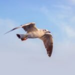 Ichalkaranji Municipal Elections 2026: Complete Voter Guide and Schedule