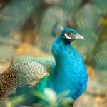 Parbhani Political Battle 2026: Mahayuti vs MVA Alliance Equations