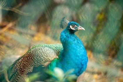 Parbhani Political Battle 2026: Mahayuti vs MVA Alliance Equations