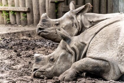 Pimpri-Chinchwad Municipal Elections 2026: Complete Voter Guide and Schedule