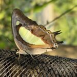 Thane Municipal Elections 2026: Complete Voter Guide and Schedule