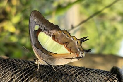 Thane Municipal Elections 2026: Complete Voter Guide and Schedule