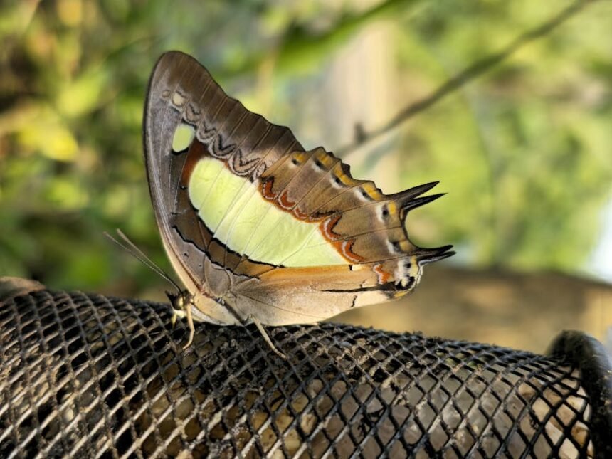 Thane Municipal Elections 2026: Complete Voter Guide and Schedule