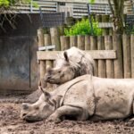 Ulhasnagar Reserved Seats 2026: SC ST OBC Women Ward List and Reservation Details