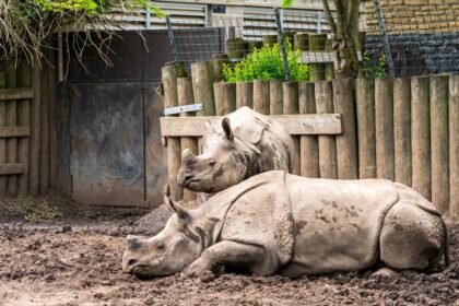 Ulhasnagar Reserved Seats 2026: SC ST OBC Women Ward List and Reservation Details