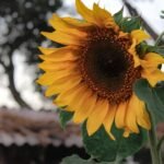 Vasai-Virar Political Battle 2026: Mahayuti vs MVA Alliance Equations