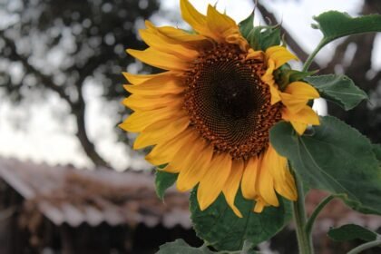 Vasai-Virar Political Battle 2026: Mahayuti vs MVA Alliance Equations