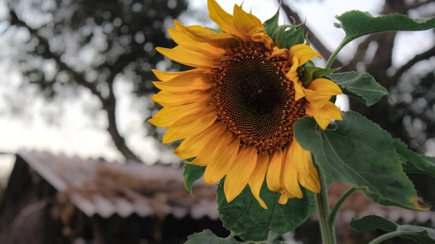 Vasai-Virar Political Battle 2026: Mahayuti vs MVA Alliance Equations