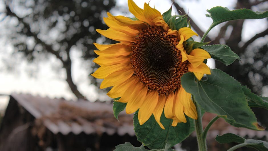 Vasai-Virar Political Battle 2026: Mahayuti vs MVA Alliance Equations